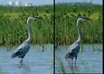 (26) blue heron montage.jpg    (1000x720)    326 KB                              click to see enlarged picture
